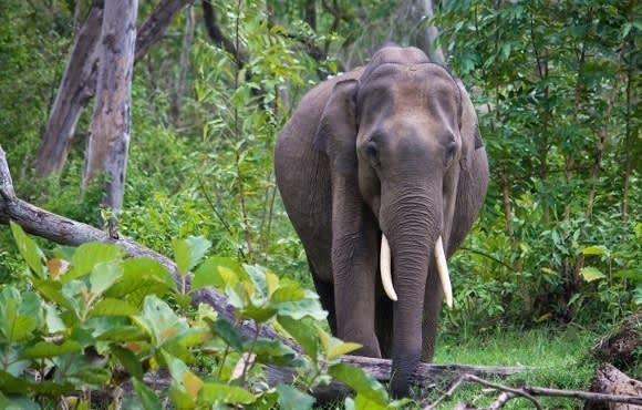 Elefant schreitet durch den Wald im Nagarhole-Park, Indien