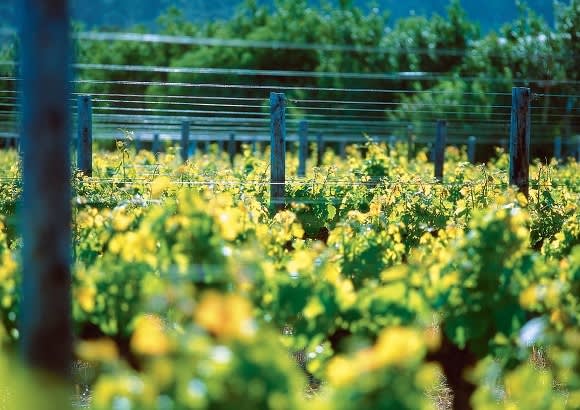 A Taste Of Vine & Wine Experiences in South Africa