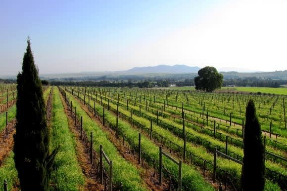 A Taste Of Vine & Wine Experiences in South Africa
