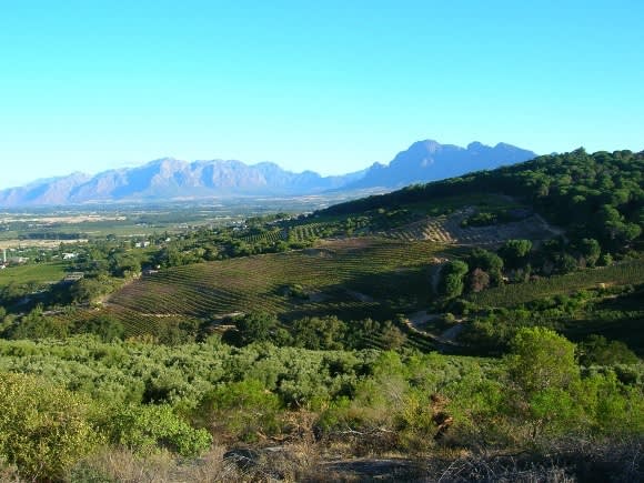 A Taste Of Vine & Wine Experiences in South Africa