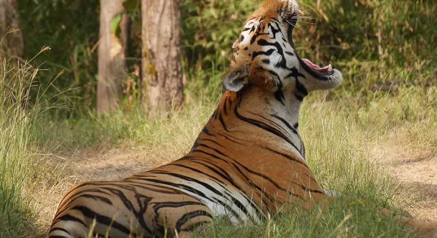 Tiger in Ranthambore