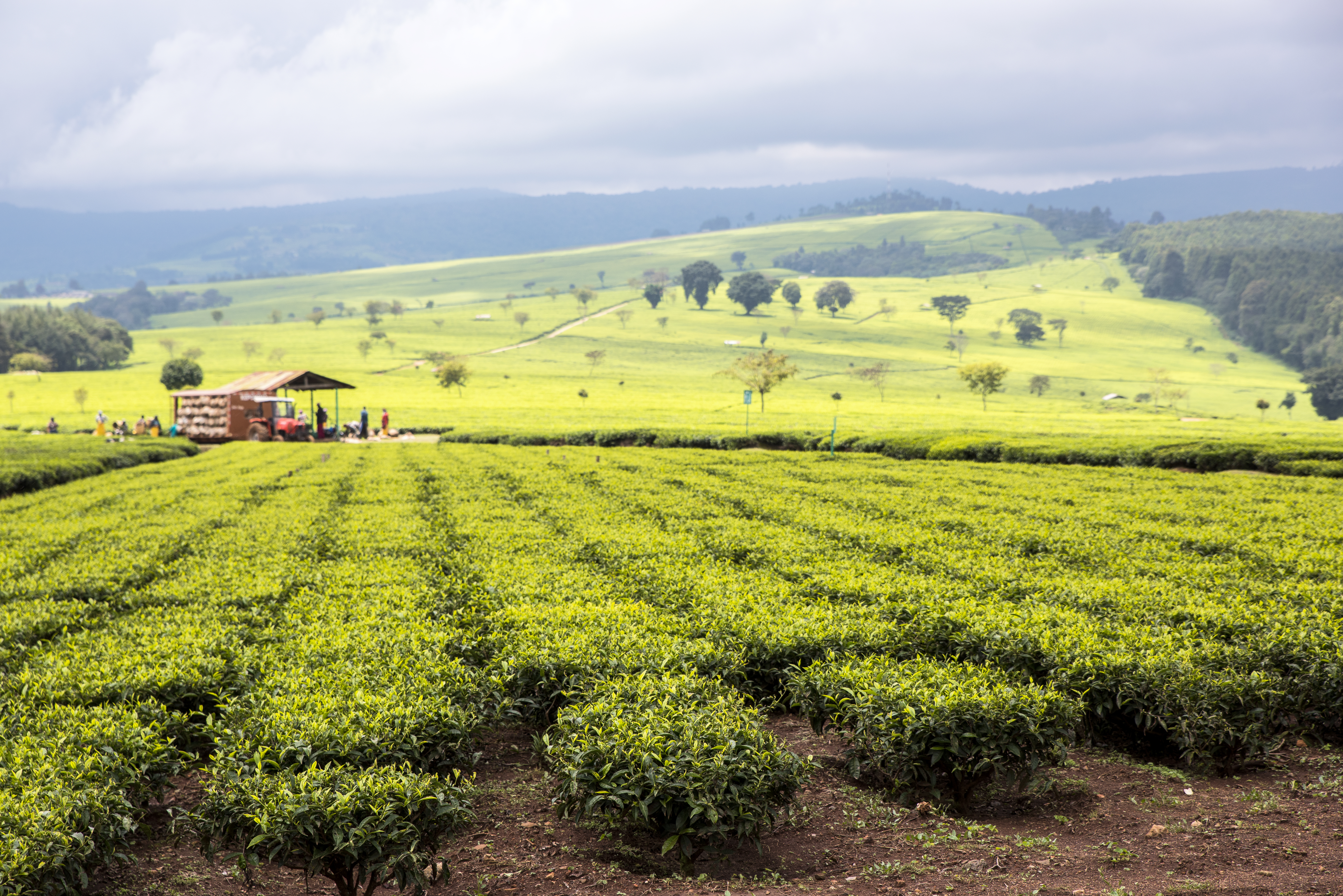 places to visit in nandi hills kenya