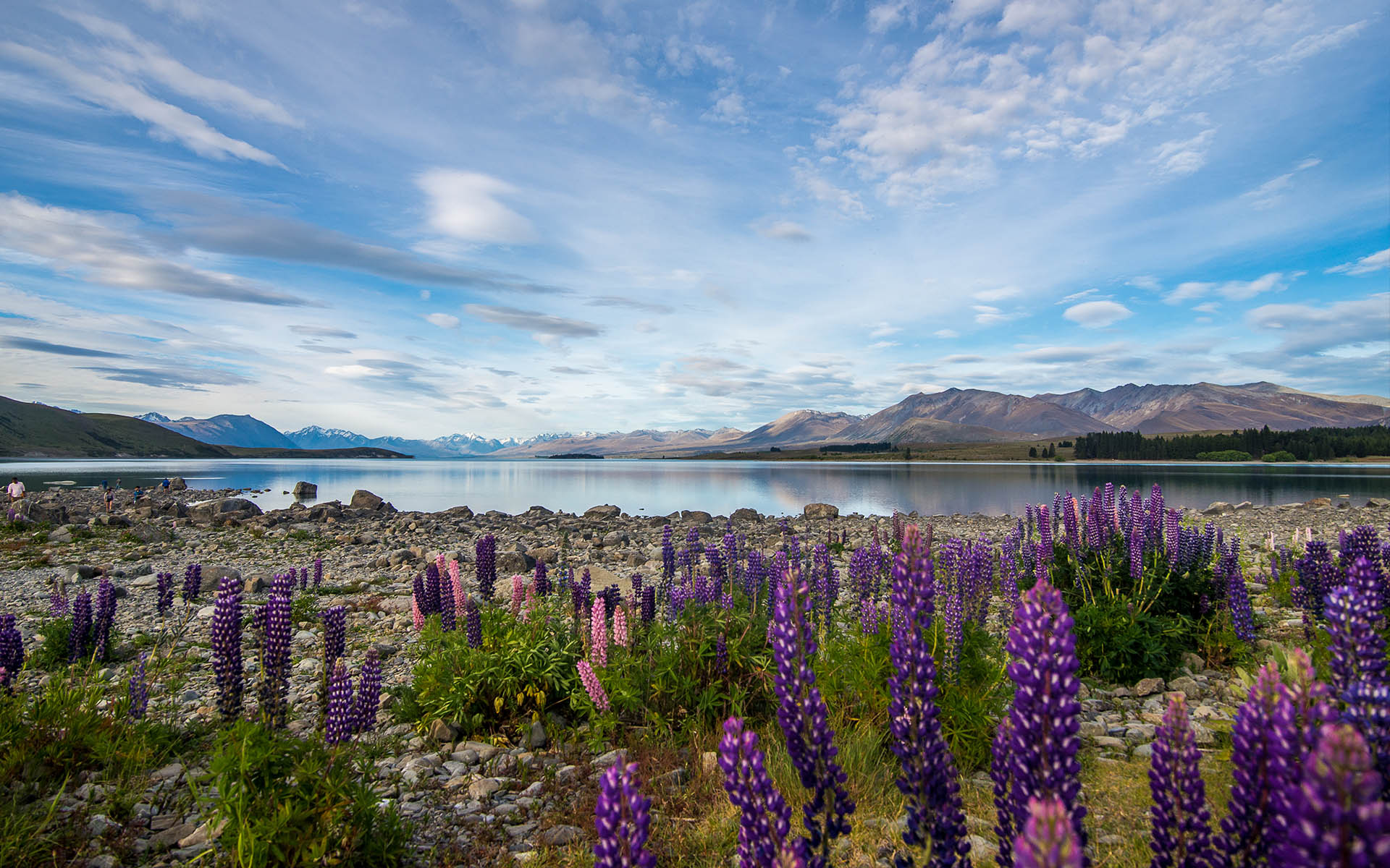 Tekapo - Enchanting Travels