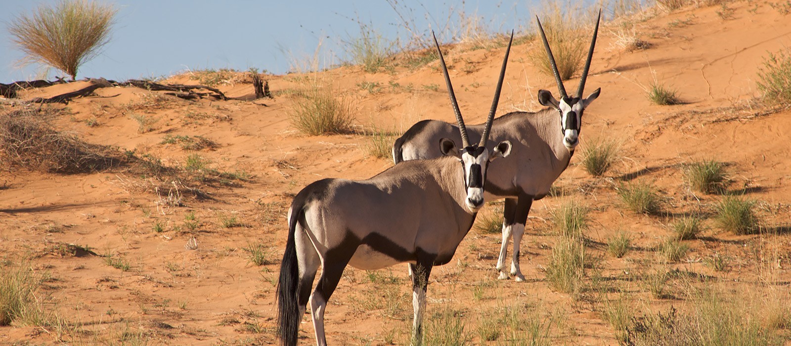 Kalahari Desert Tours In South Africa Enchanting Travels   529bcc7c 3e5f 49a8 A508 16c1c9504cb8 