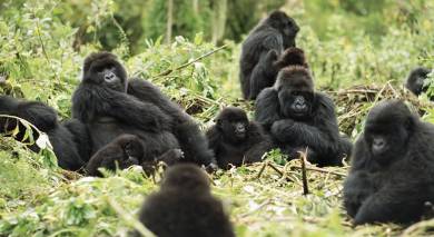 Empfohlene Individualreise, Rundreise: Tansania und Ruanda – Gorilla Trekking und Safaris Empfohlene Individualreise, Rundreise: Tansania und Ruanda – Gorilla Trekking und Safaris