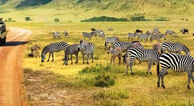 Empfohlene Individualreise, Rundreise: Tansanias Safari-Klassiker und Strandurlaub auf Mauritius Empfohlene Individualreise, Rundreise: Tansanias Safari-Klassiker und Strandurlaub auf Mauritius