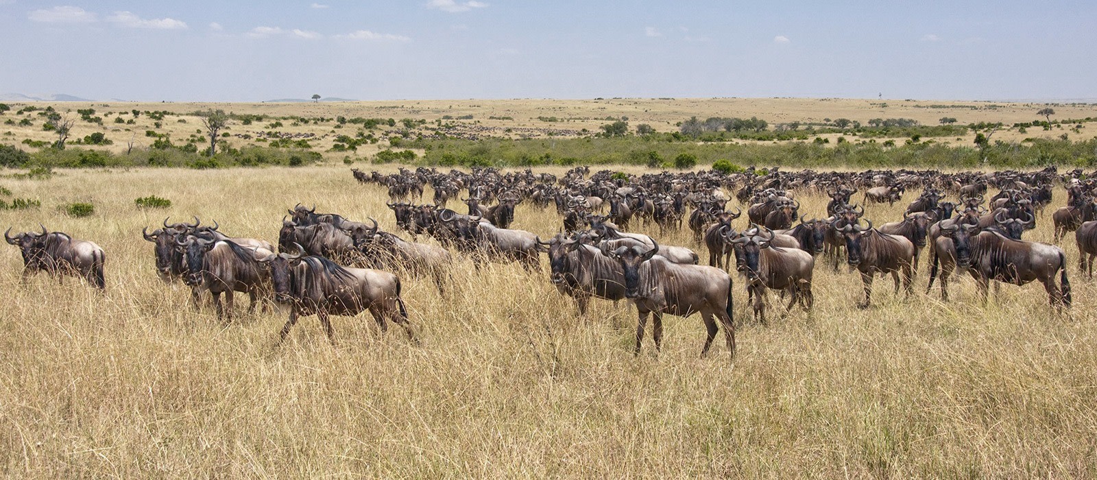 Masai Mara Safari Custom Kenya Tours Enchanting Travels