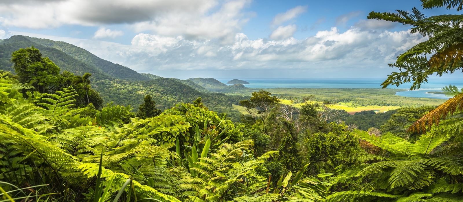 the daintree rainforest tourism