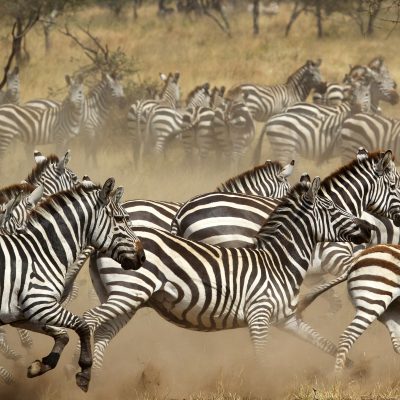 Wildlife & Safaris