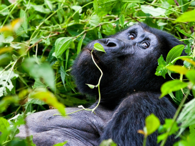 Gorillas in Uganda Tour