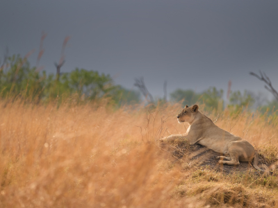 African Safari Dos and Don’ts: Expert Tips for a Meaningful Experience