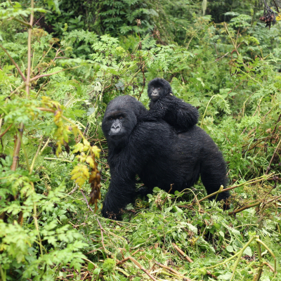 Baby Mountain gorilla sitting on his mother in the Virunga National Park, Democratic Republic Of Congo