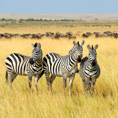 Best Things To Do in Kenya