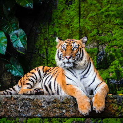 Wildlife & Safaris