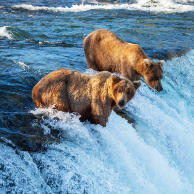 Wildlife & Safaris