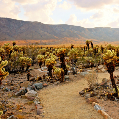 Cholla cactus garden at sunset at Joshua Tree National Park, California, USA