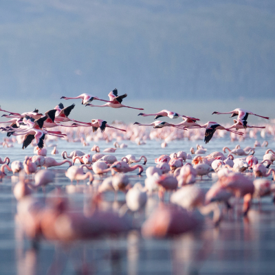 Flying flamingo in lake nakuru, Kenya, Africa