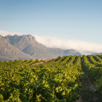 A vast green vineyard against a blue sky with mountains and clouds in the background, South Africa