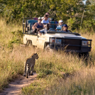 cheetah on a game reserve walk towards the tourists in the game viewing vehicle