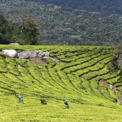 Tea plantation Tanzania, Africa