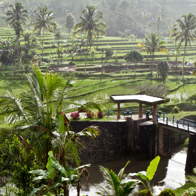 typical terrace rice fields of Bali, Indonesia, Asia