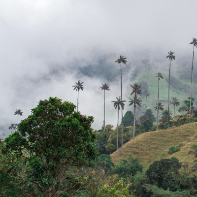 wax palm trees in Cocora Valley, Salento, Colombia, South America