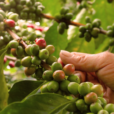 Cuisine in Colombia - Enchanting travels Colombia tour Coffee plantation