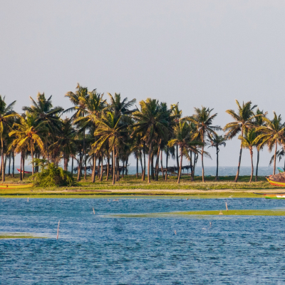 Fishermen Catching Fish at Chennai Buckingham Canal