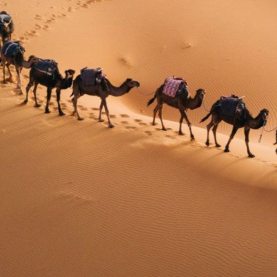 Morocco Vacation Enchanting Travels Morocco ToursTuareg with camels walk thru the desert on the western part of The Sahara Desert in Morocco. The Sahara Desert is the world's largest hot desert.