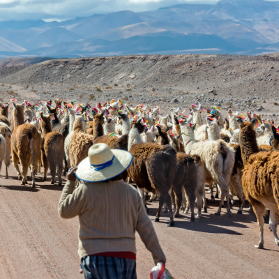 Woman herding llamas on a road near San Pedro de Atacama, Chile, South America