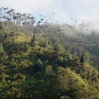 Wax Palm Tree forest in the Los Nevados National Natural Park near Salento, Colombia