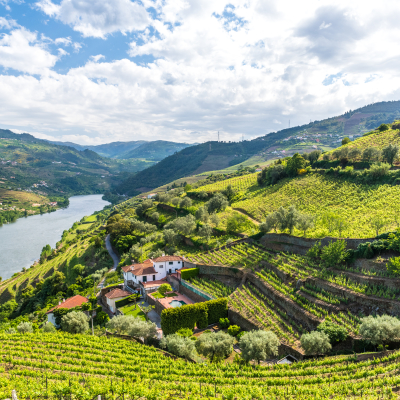 Landscape of the Douro river regionin Portugal - Vineyards