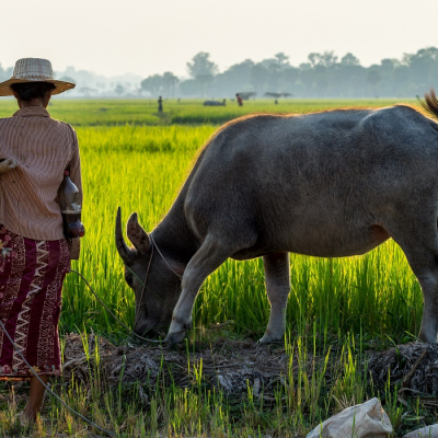 Rice field in Siem Reap, Cambodia Apr 2016 - culture in Cambodia