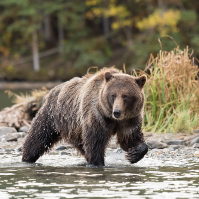 Grizzlybär auf Fischfang in Kleena Kleene British Columbia