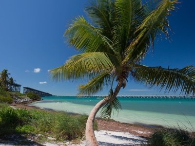 a beach with a palm tree in front of a body of water