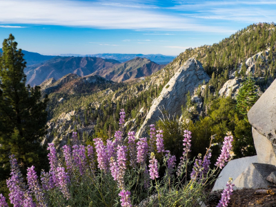 Palm Springs Aerial Tramway View Cr