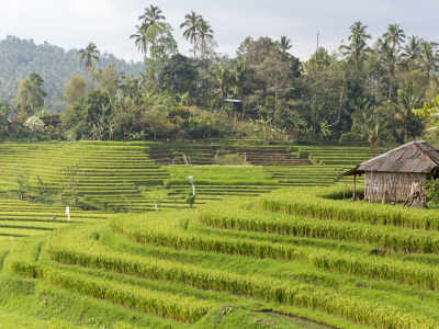 rice terraces ubud