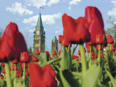 Spring Tulips and Parliament Hill
