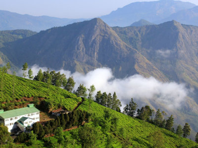 Tea Plantation in Kerala