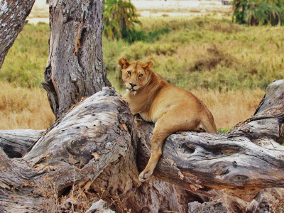 an animal sitting on a rock