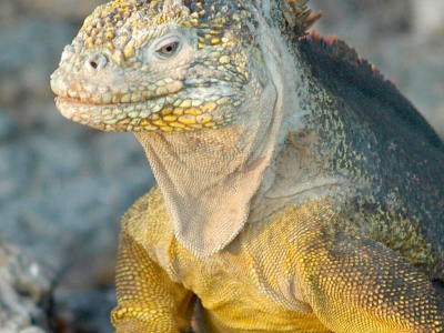 a lizard on a rock