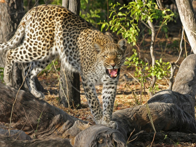Leopard in Botswana