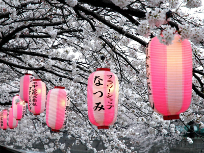 Cherry blossom season in Japan
