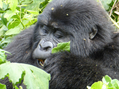 Gorilla