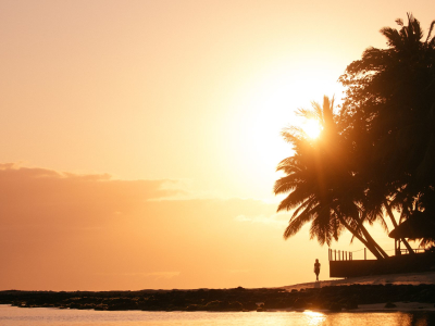a tree with a sunset in the background