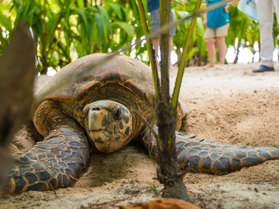 a turtle on a dirt road