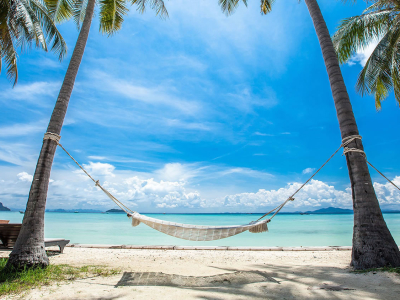a palm tree in front of a body of water