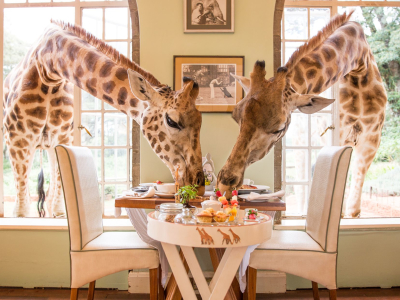 Two giraffes entering through a window and feeding on a breakfast spread at Giraffe Manor in Nairobi