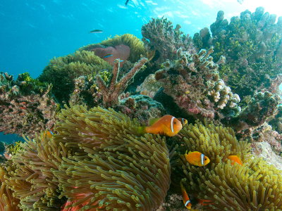 underwater view of a coral