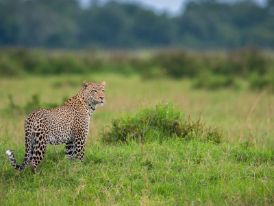 Leopard on safari in Masai Mara